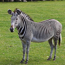 zebra_340.png