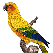 cover-conure.png