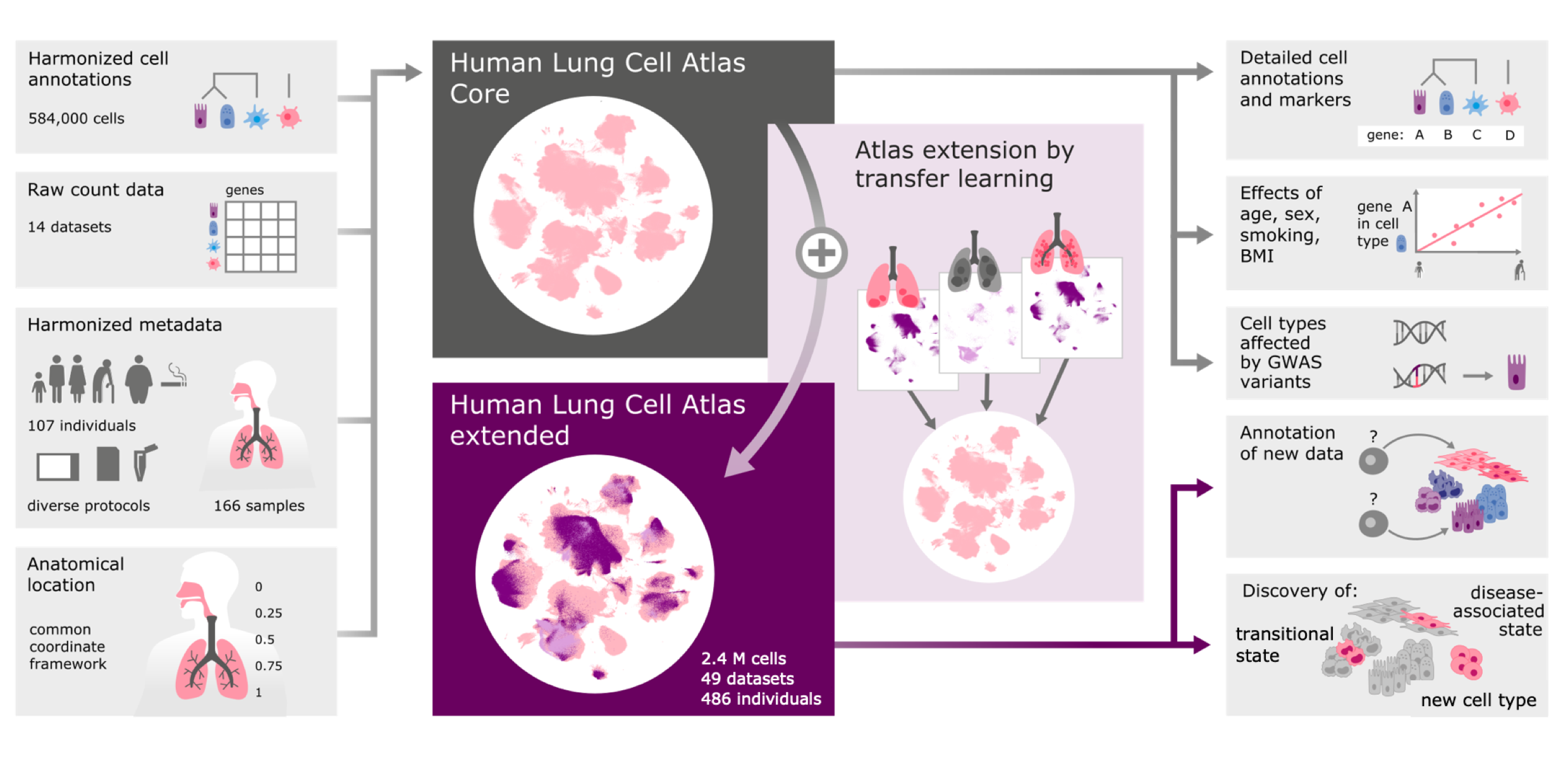 HLCA_overview.png