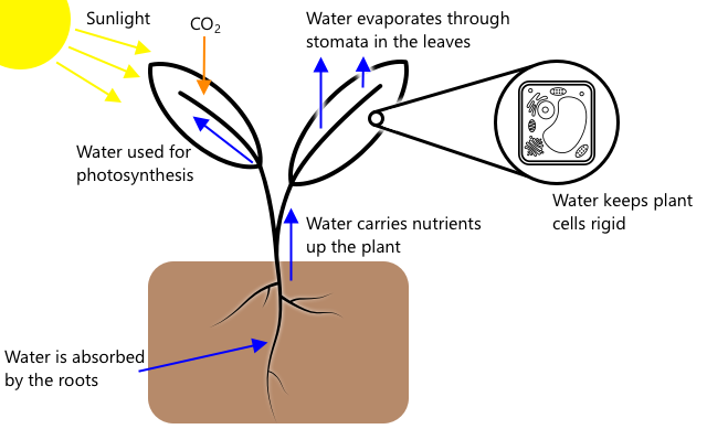 transpiration.png