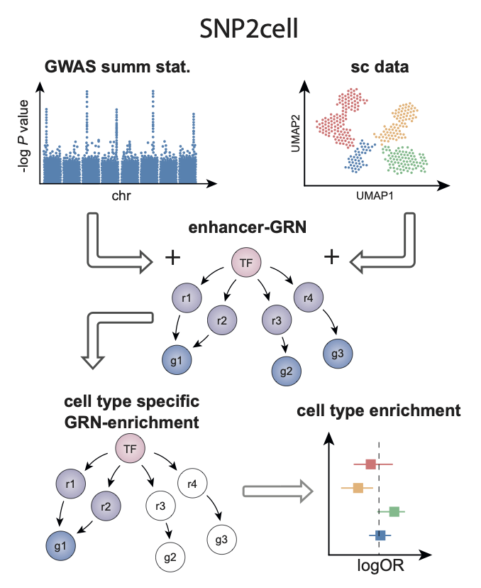 snp2cell_schematic.png