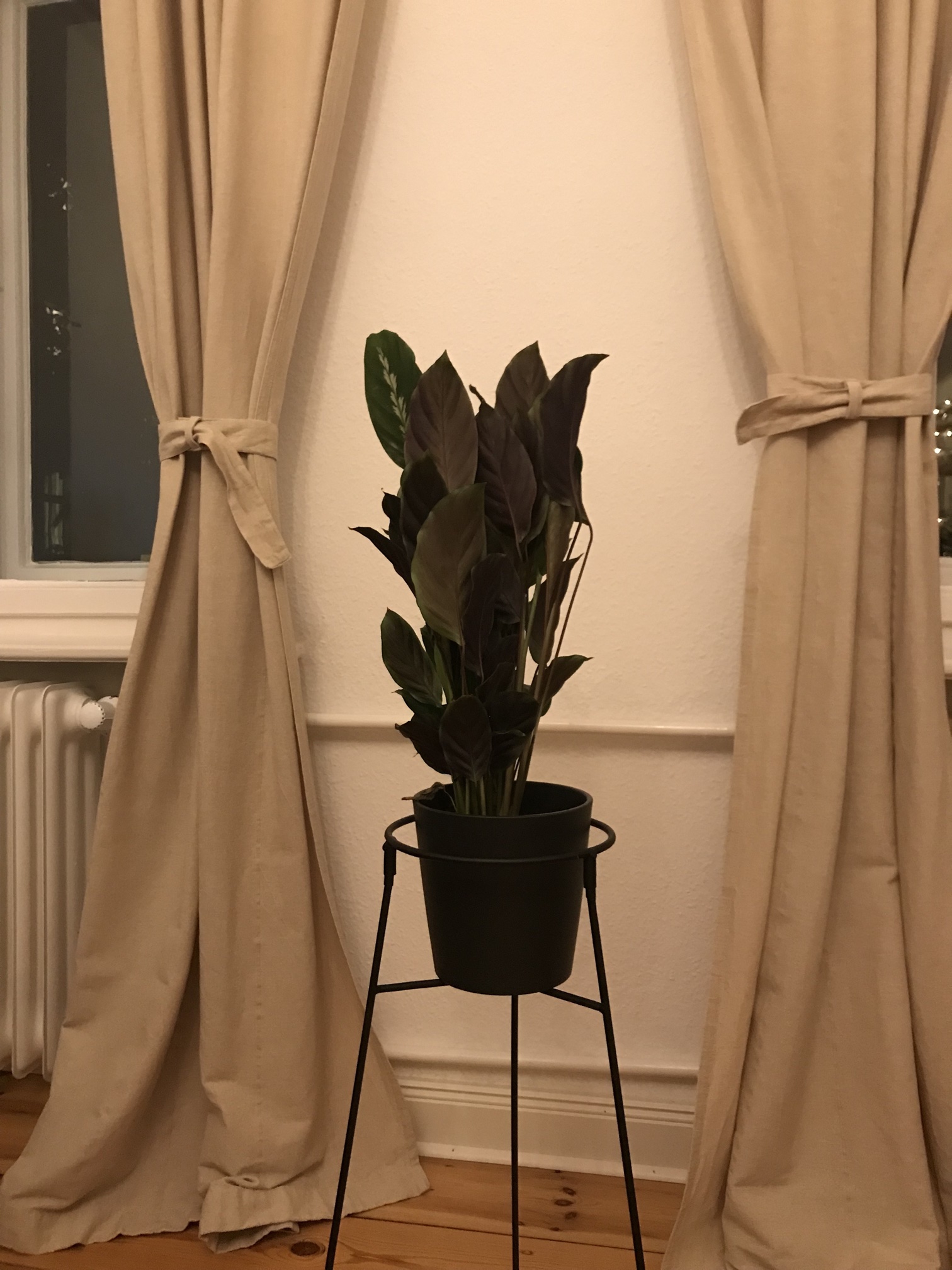 calathea_hybriden.jpg