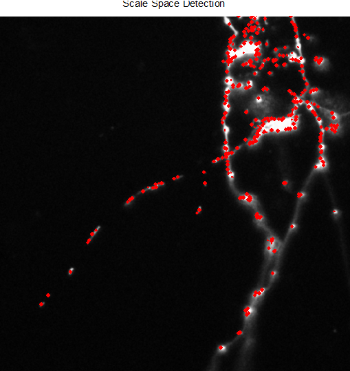 ScaleSpaceDetectionMitochondriaAxon.png