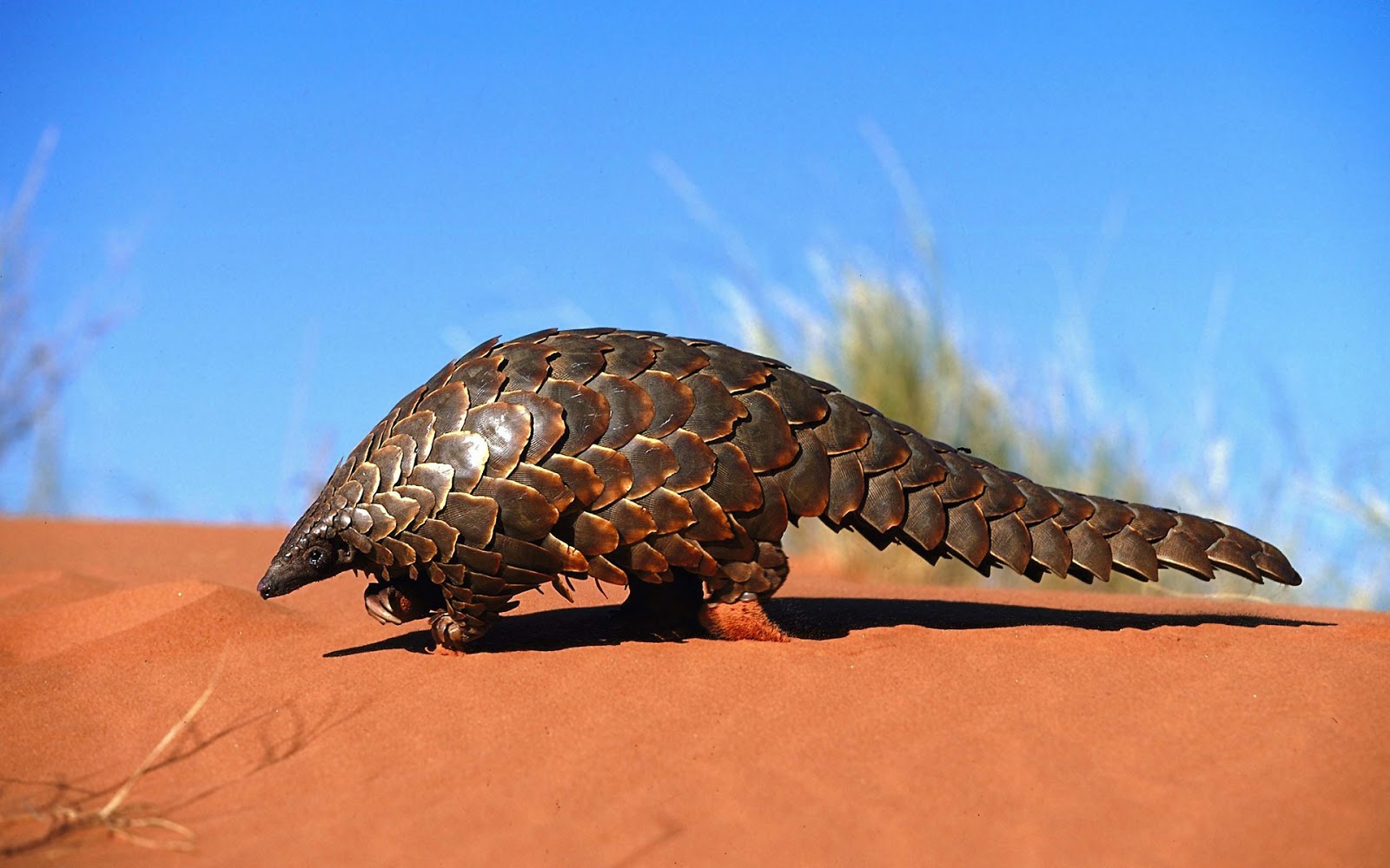 pangolin.jpg