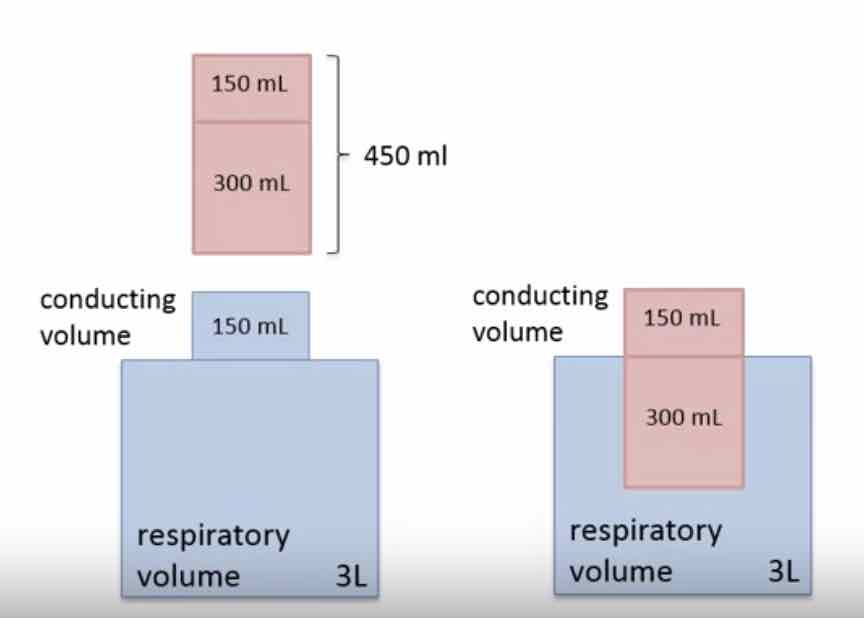 air-replacement-during-breathing.jpg