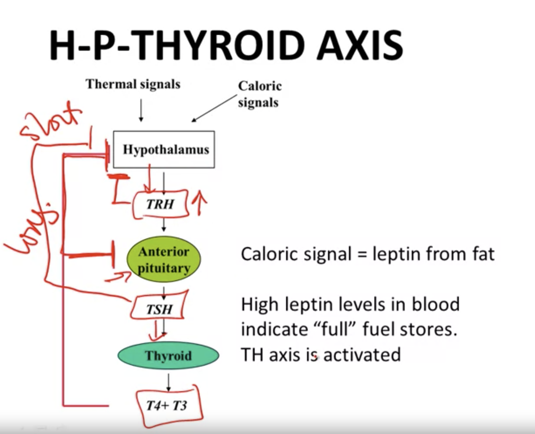 h-p-thyroid-axis.png