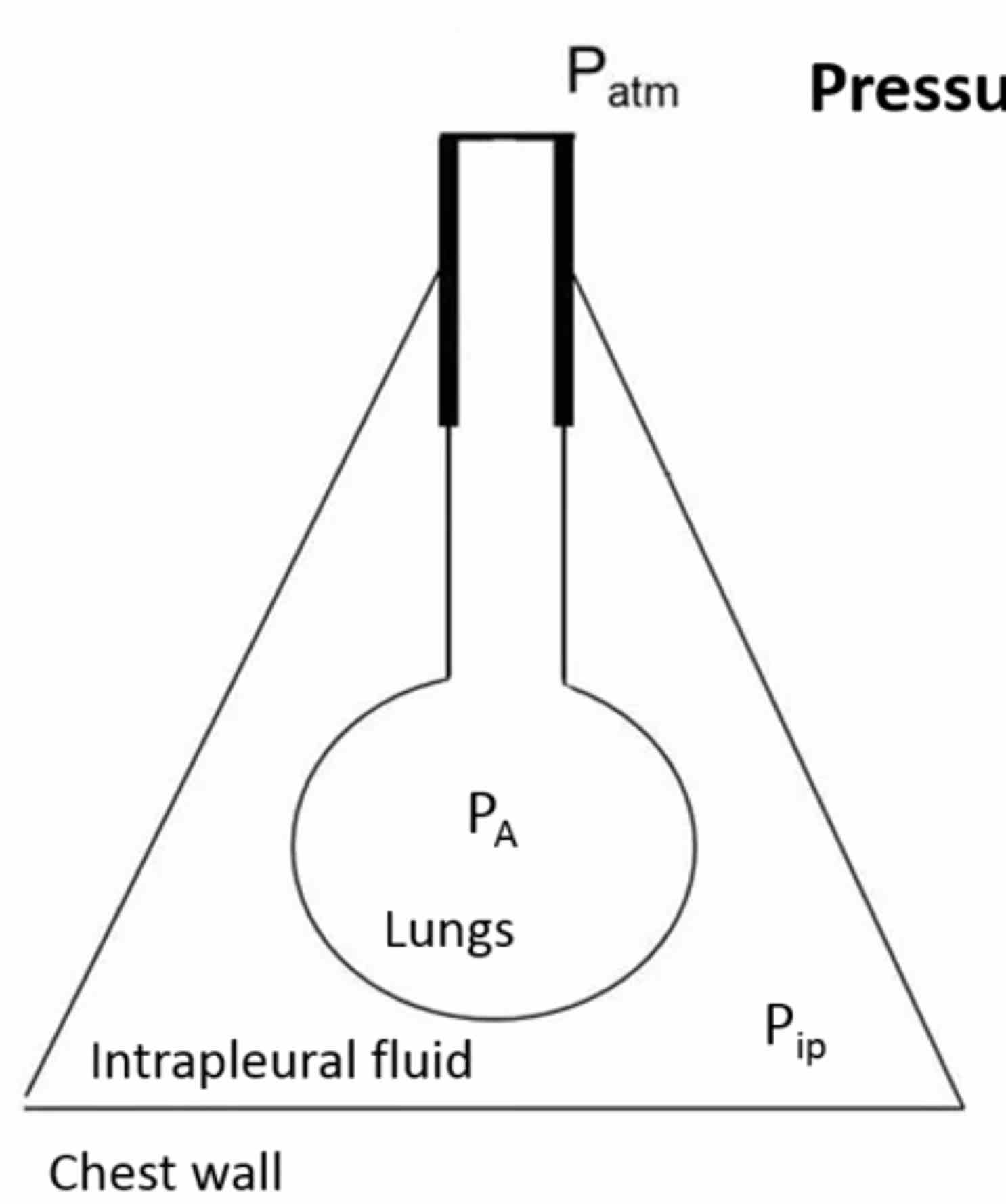 intrapleural-fluid.jpg