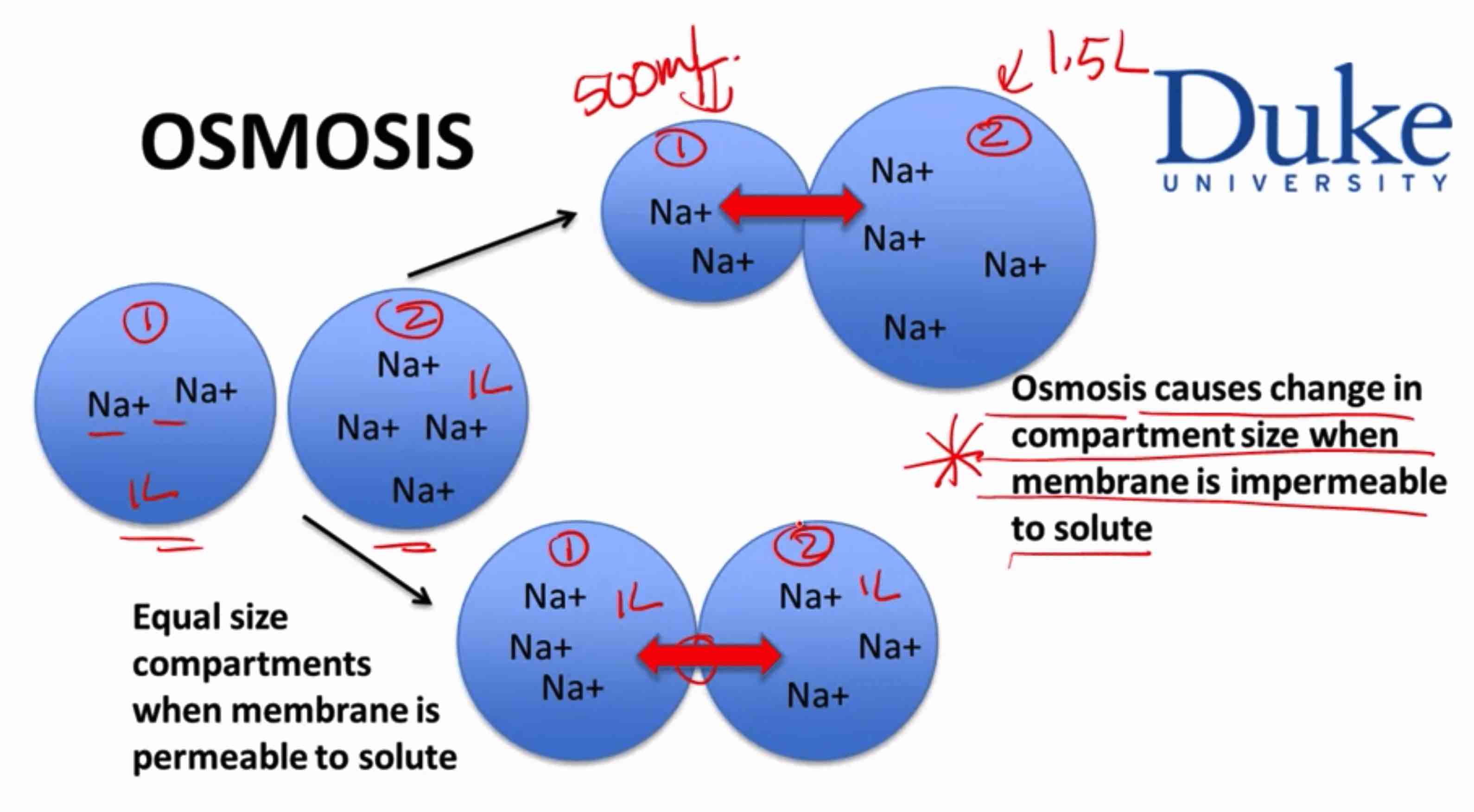 osmosis.jpg