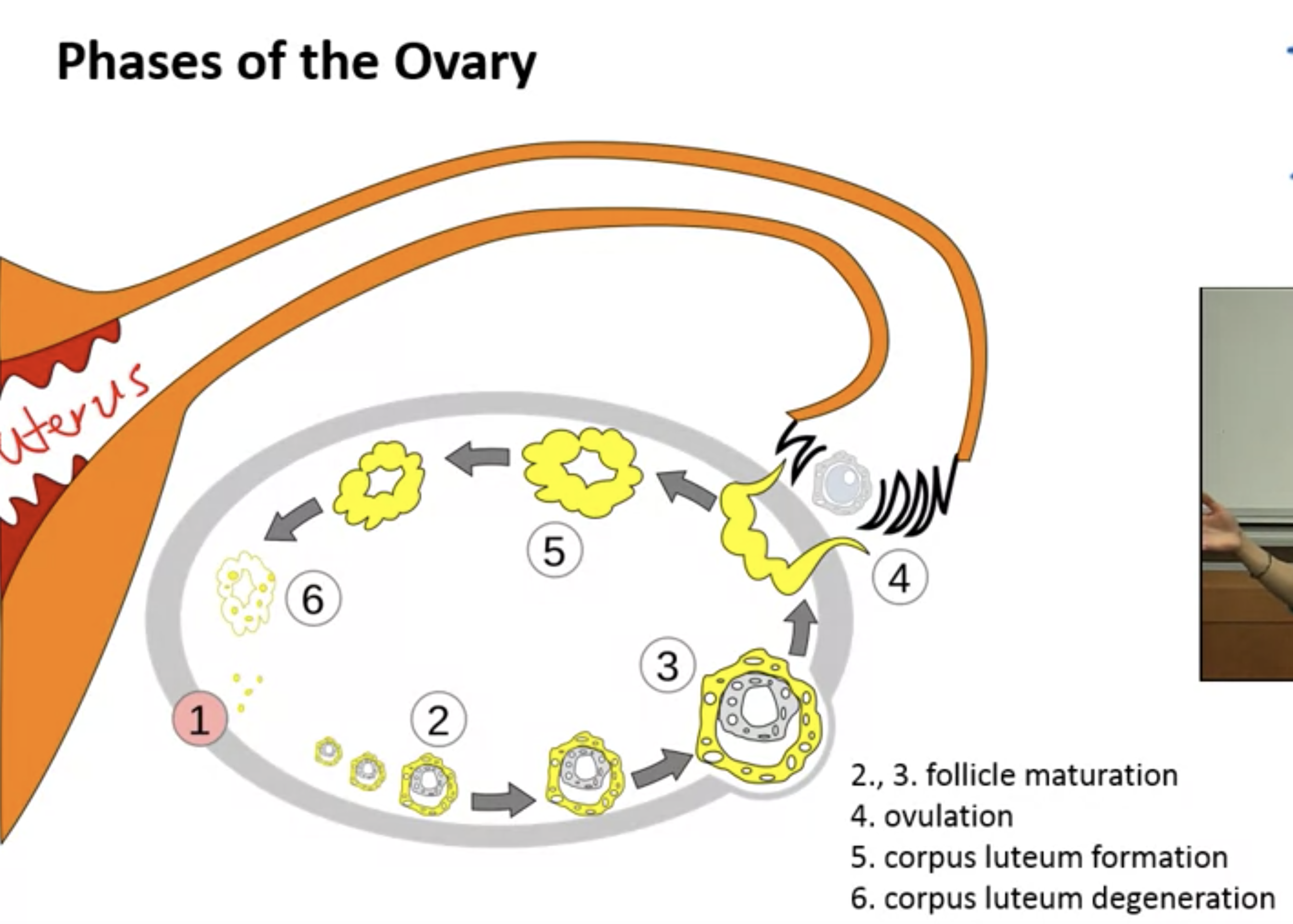 phases-of-the-ovary.png