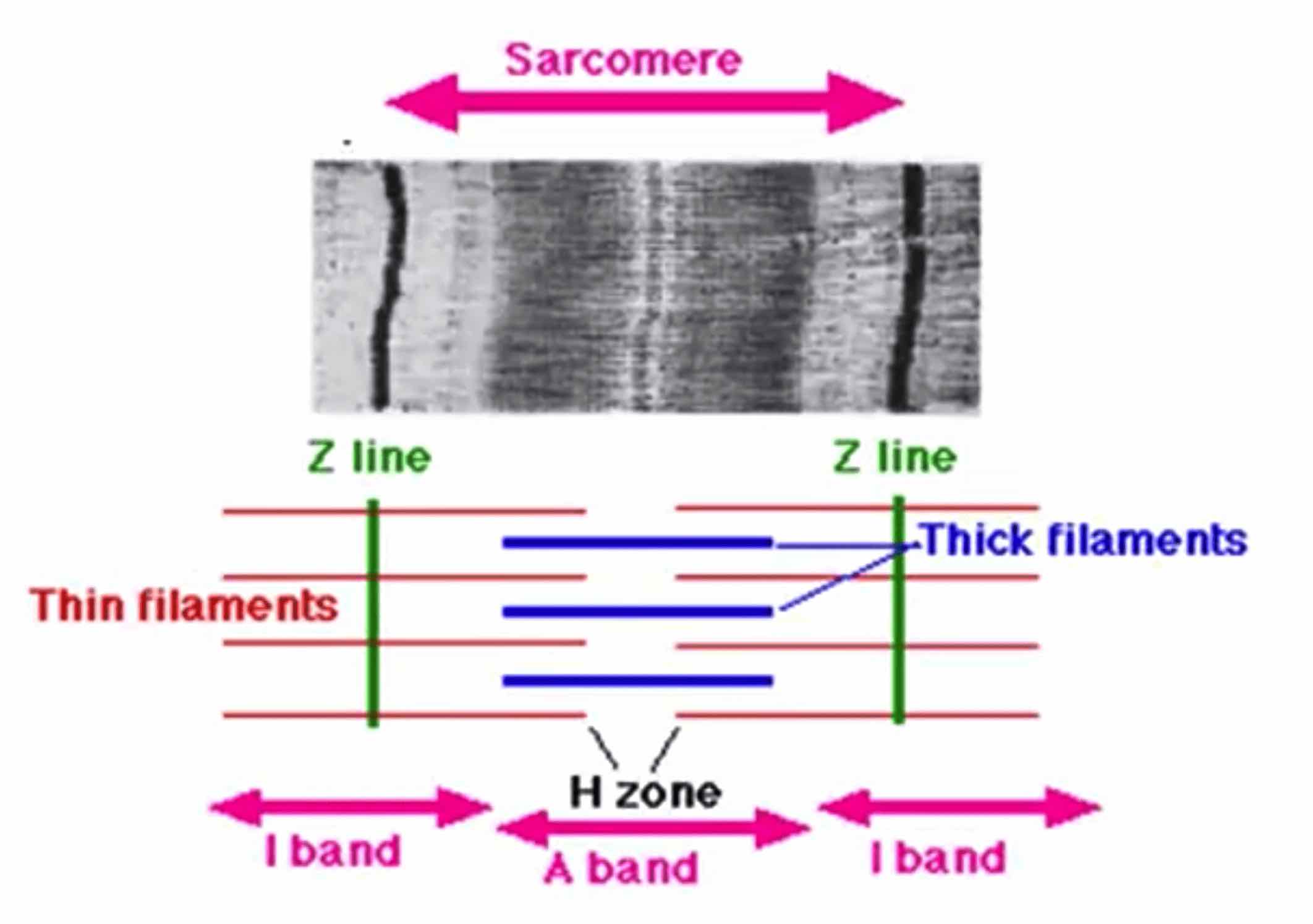 sarcomere.jpg