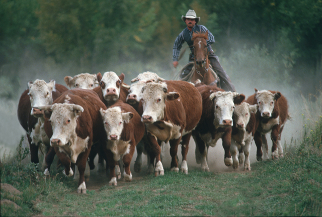 giddyup, cattle not pets