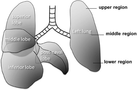 Large-scale-structure-of-the-mouse-lung-The-right-lung-has-4-lobes-and-the-left-lung-has.jpg