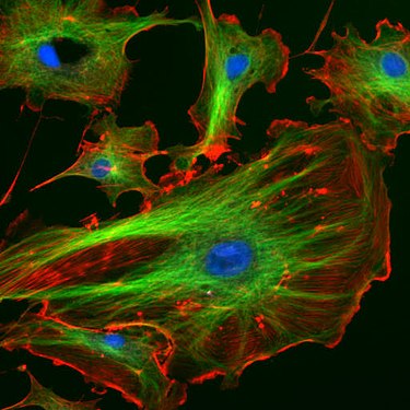 fluorescenceCells.jpg