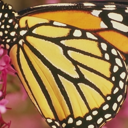 butterfly_x2_k10_usrnet.png