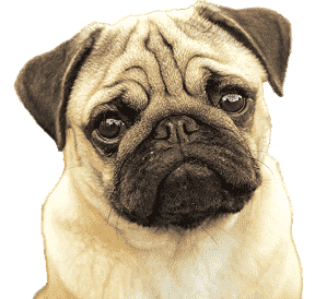 pug.png