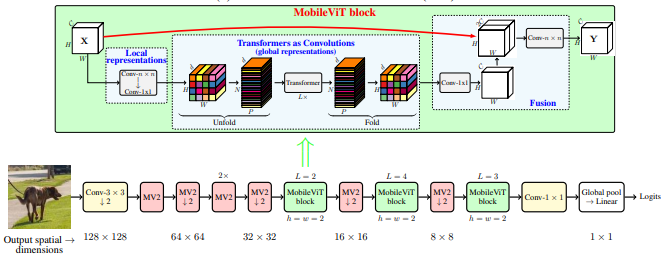 mobileViT.jpg