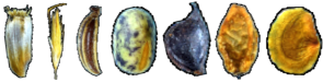 seeds.png