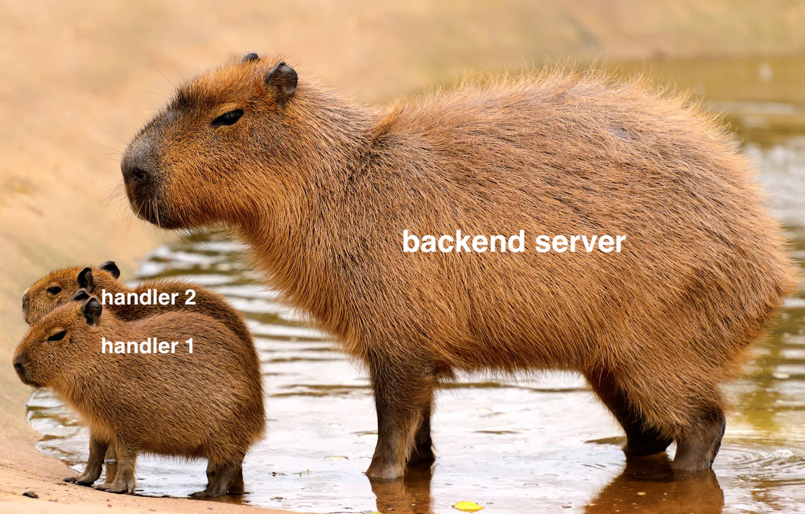 bacapybara.png