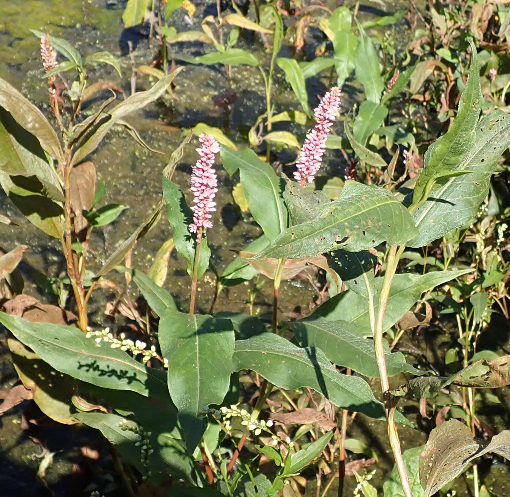 Persicaria_amphibia.jpg