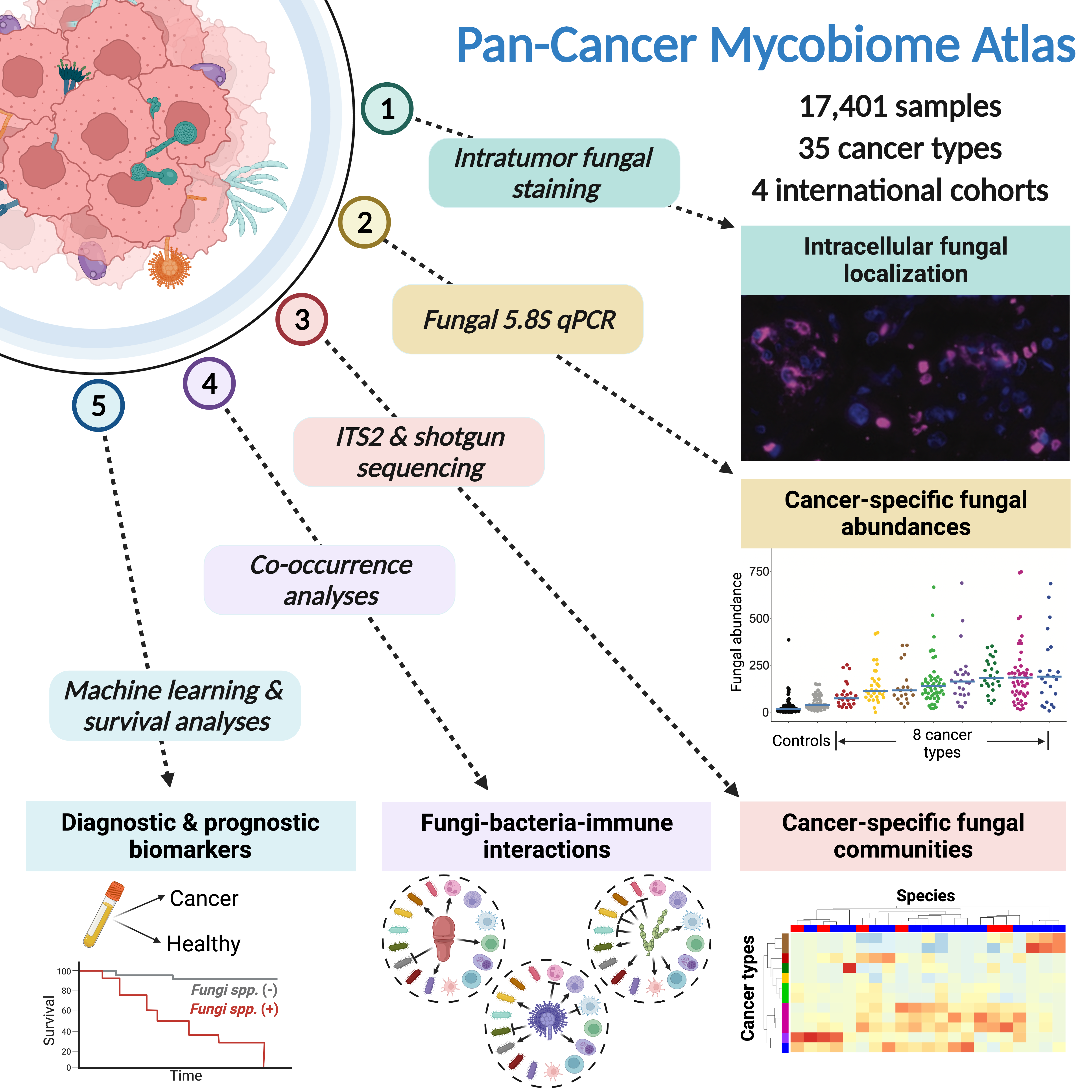 Mycobiome-graphical-abstract-final.png