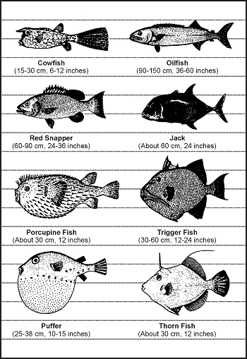 Figure 8-2. Fish With Poisonous Flesh