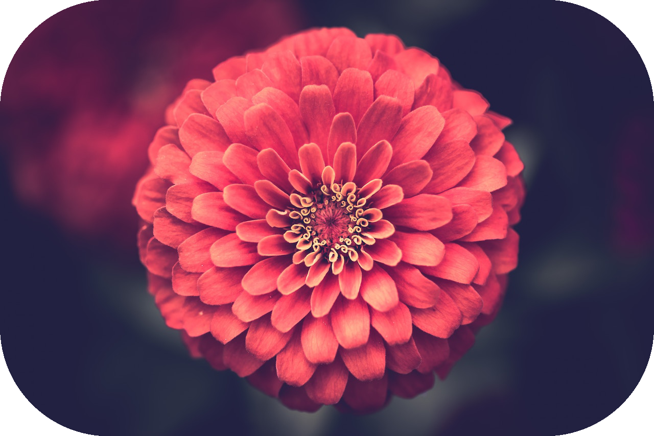 flower_r0.5.png