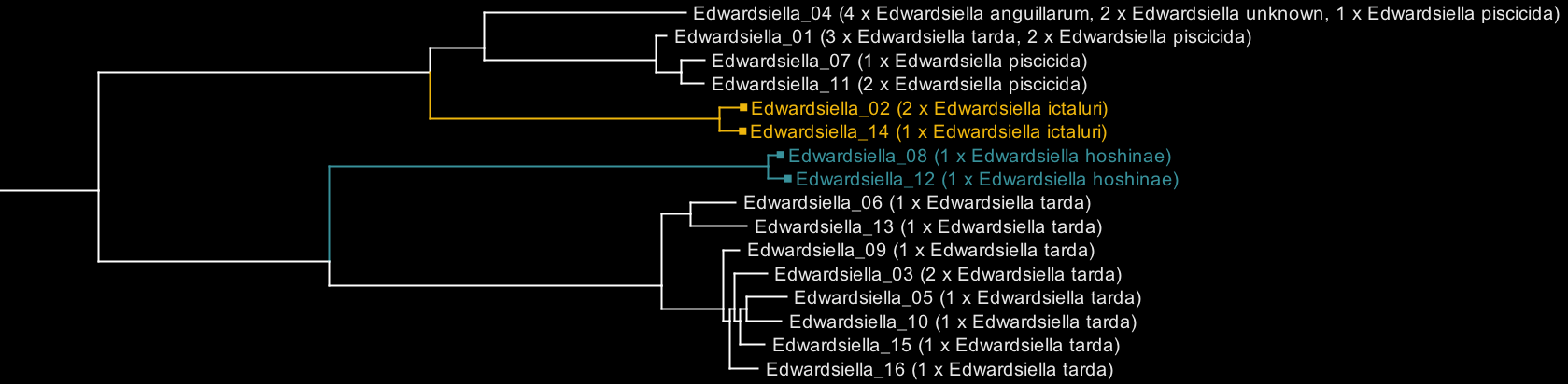 Edwardsiella_before.png