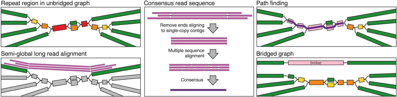 long_read_bridging.png