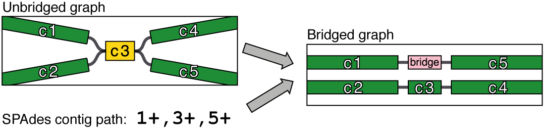 short_read_bridging.png