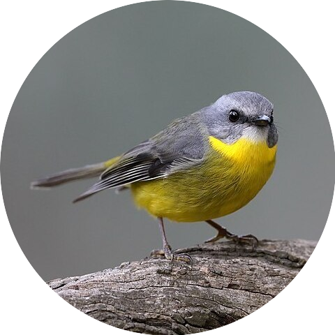 yellow_robin_img.png