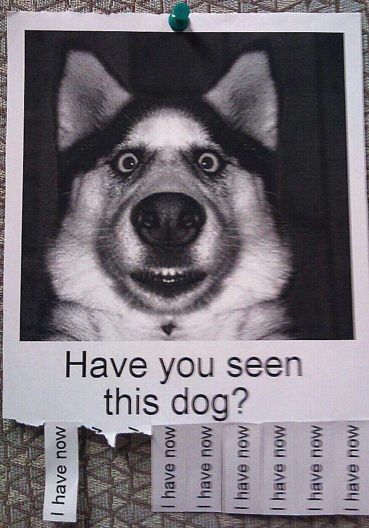 lost-dog.jpg