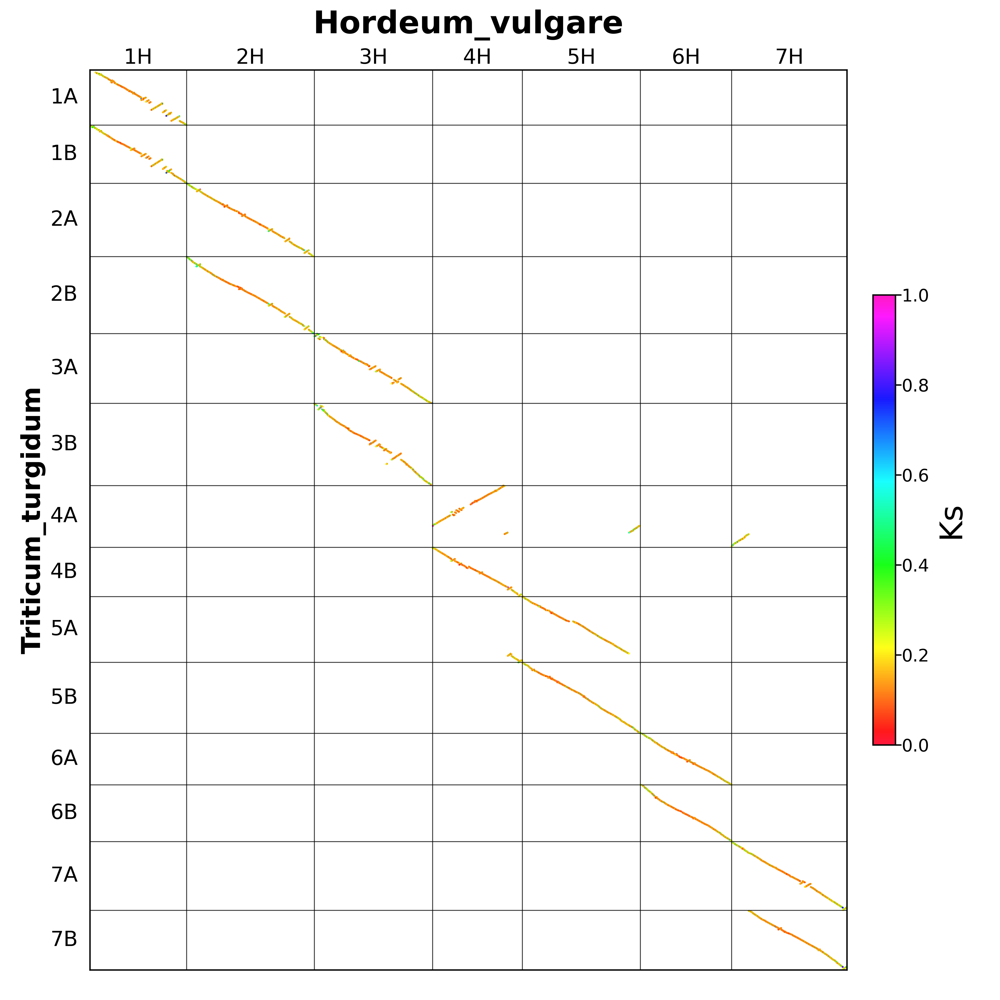 Triticum_turgidum-Hordeum_vulgare.blockks.png