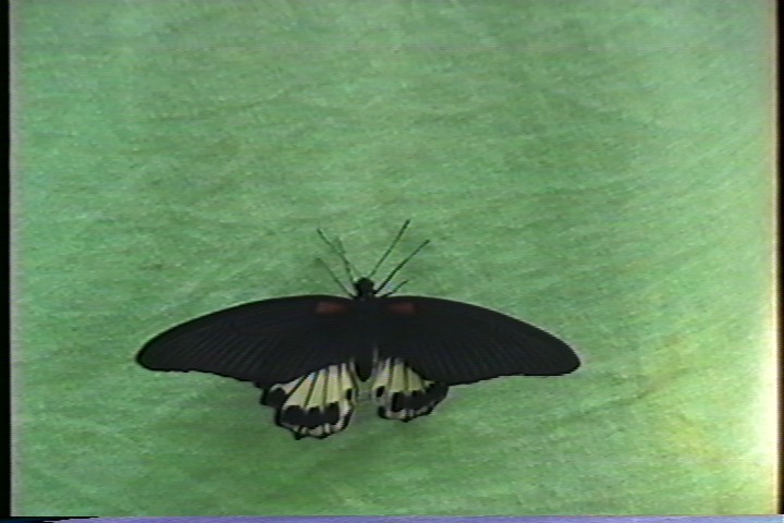 HeadSwitch_Butterfly_SLV-779HF_Sharp1_XCard.jpg